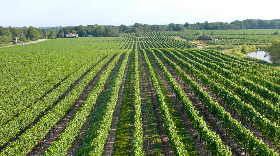 Exploring Niagara Wine Tours